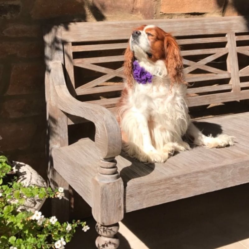 Cavalier King Charles Spaniel