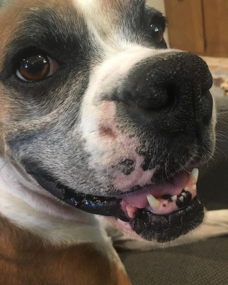 Boxer