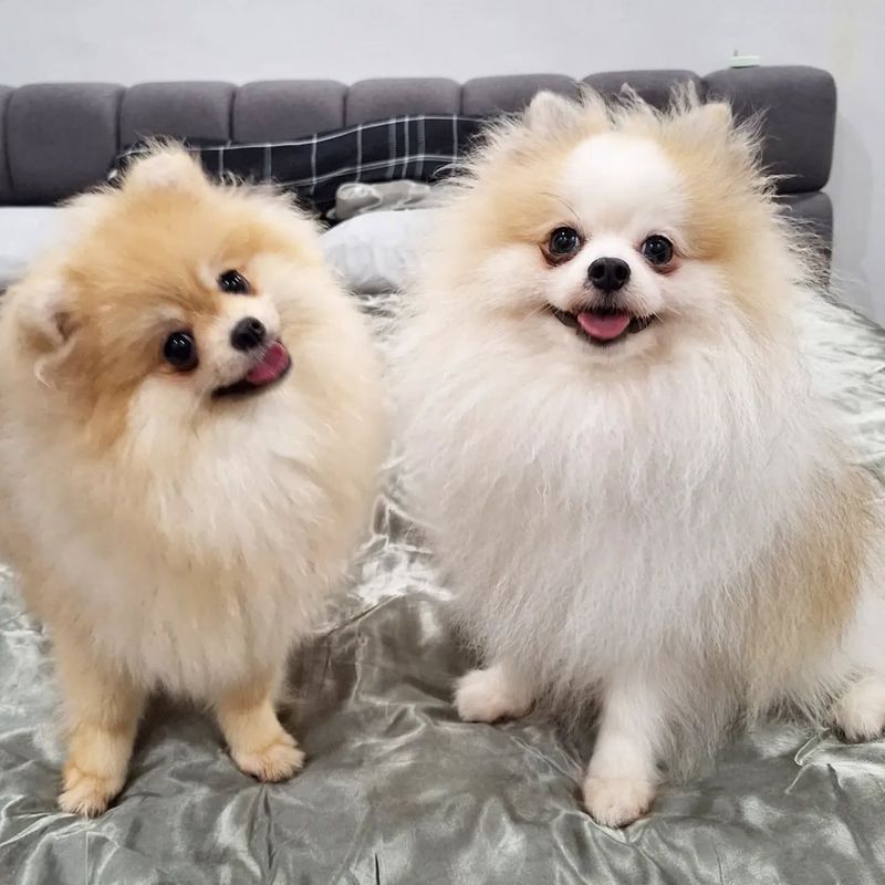 Pomeranian
