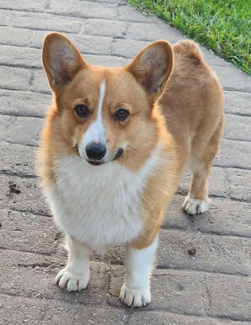 Pembroke Welsh Corgi