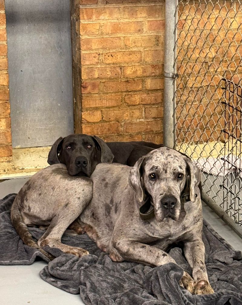 Great Dane