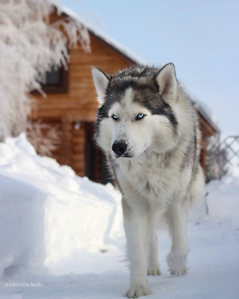 Siberian Husky