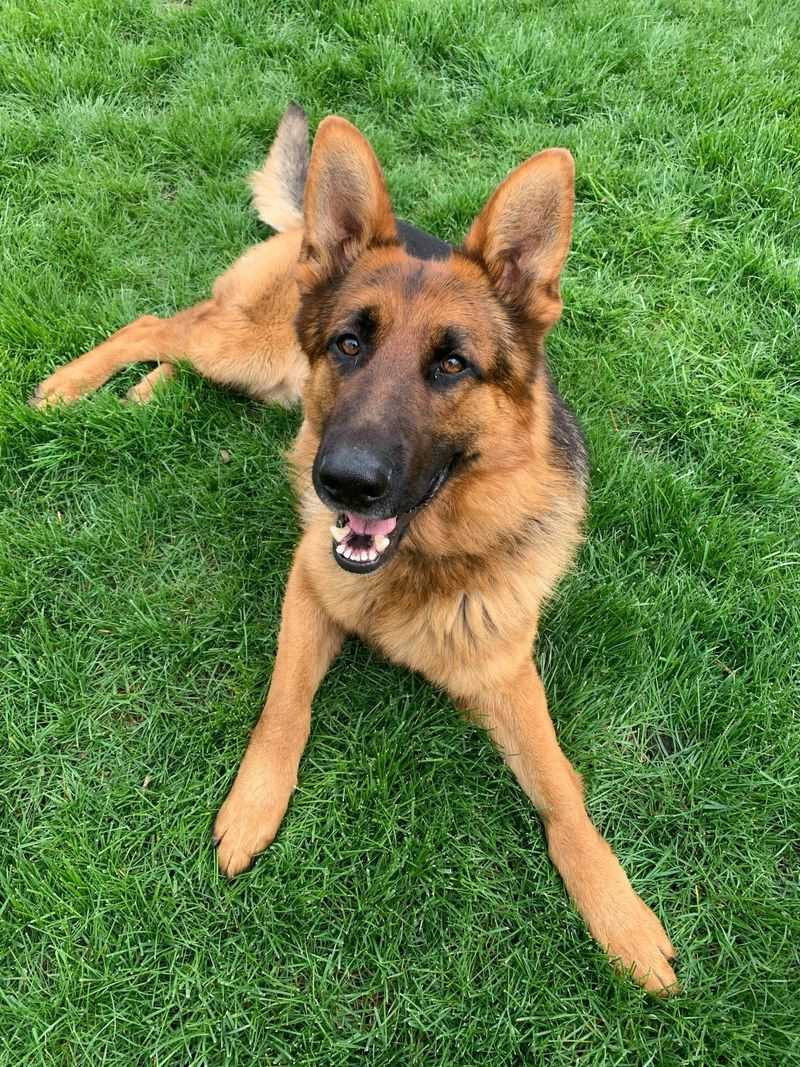 German Shepherd