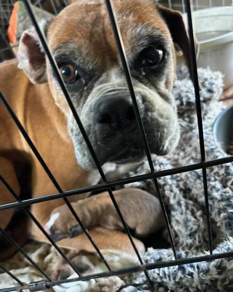 Boxer