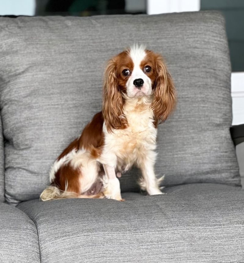 Cavalier King Charles Spaniel