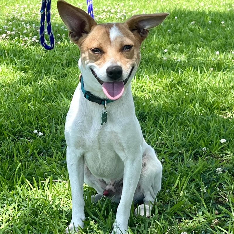 Jack Russell Terrier