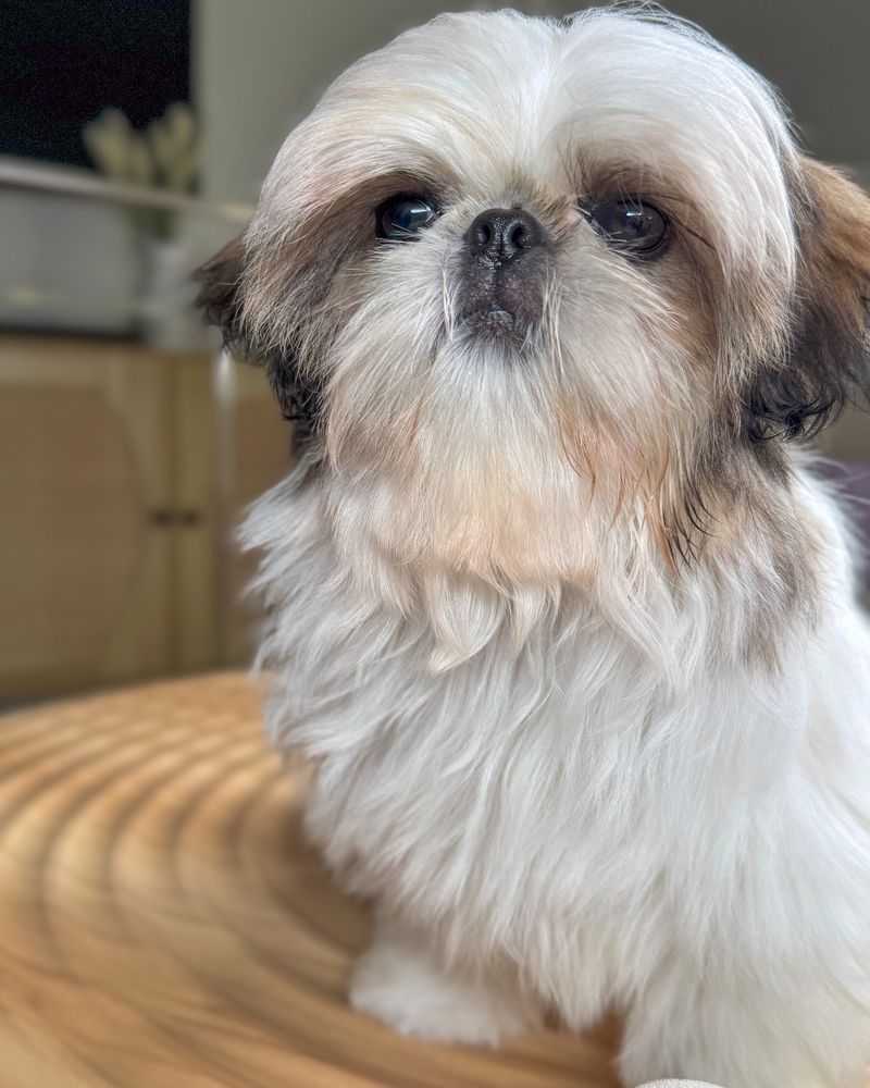 Shih Tzu