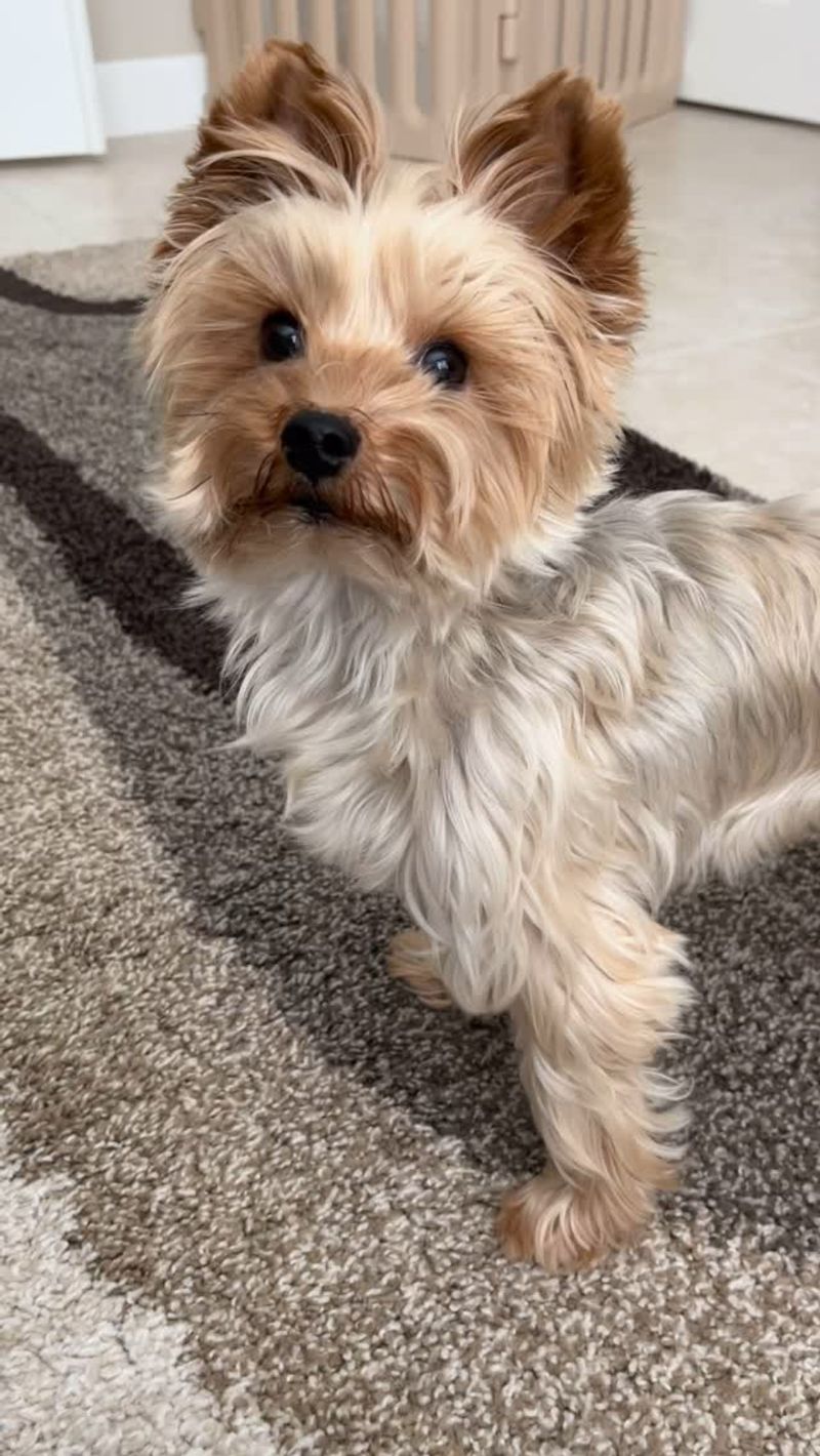 Yorkshire Terrier - Overrated