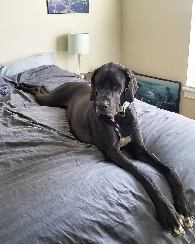 Great Dane: The Gentle Giant