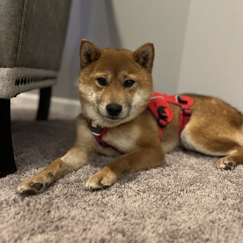 Shiba Inu
