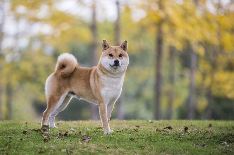 Shiba Inus: The Foxy Individualists