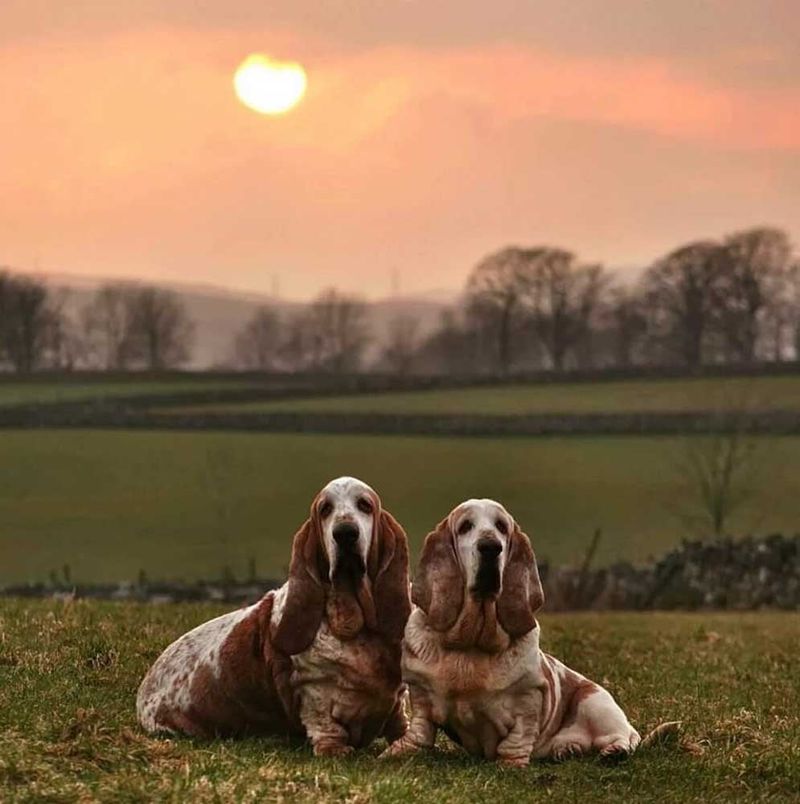 Evening Strolls