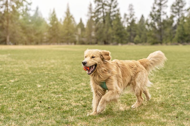 Playing Fetch