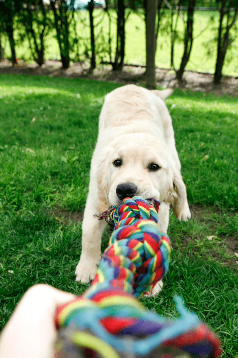 Playtime