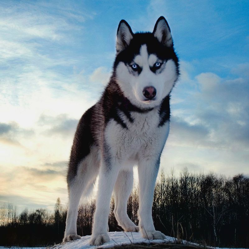 Max the Magnificent