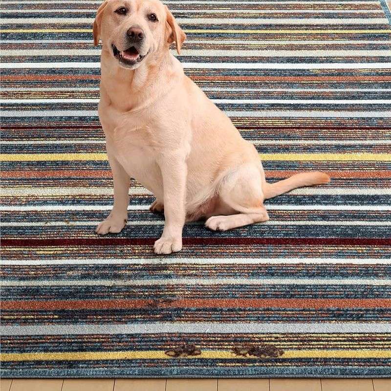 Buddy the Labrador
