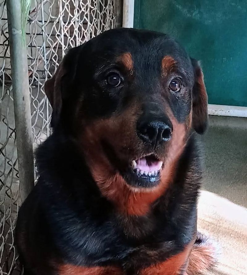 Rottweiler