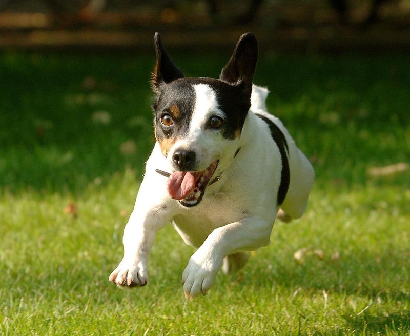 Jack Russell Terrier