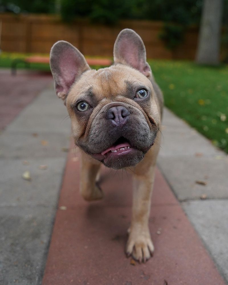 French Bulldog