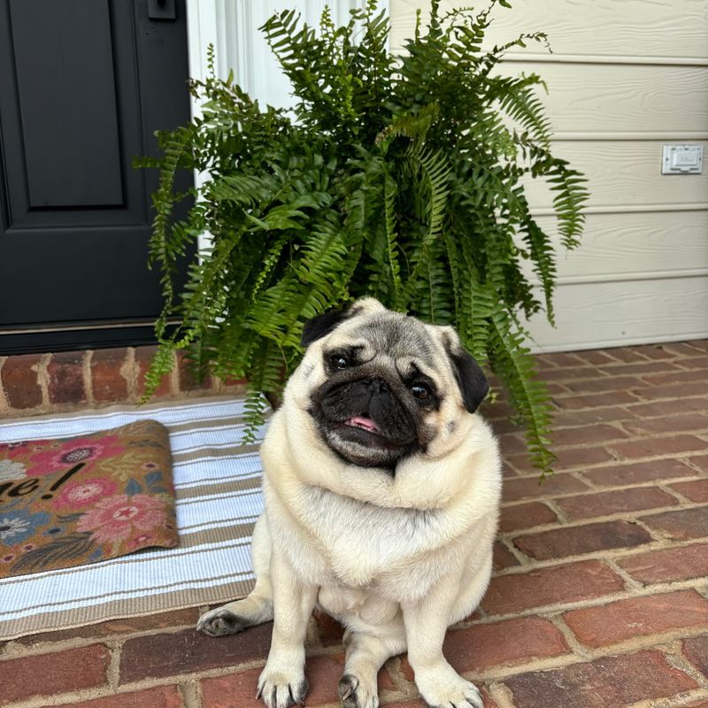 Pug