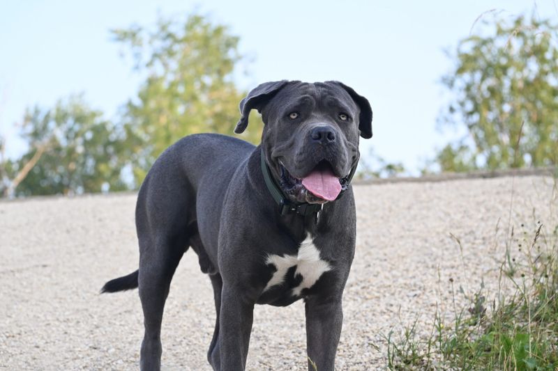 Mastiff