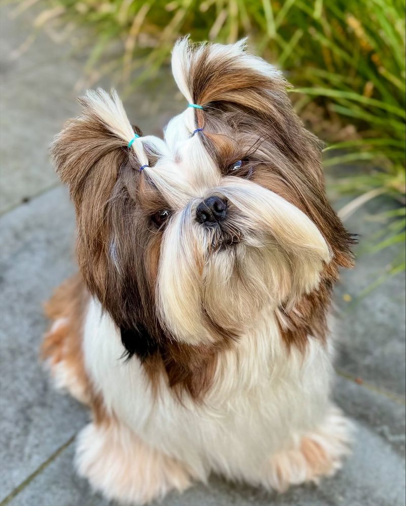 Shih Tzu