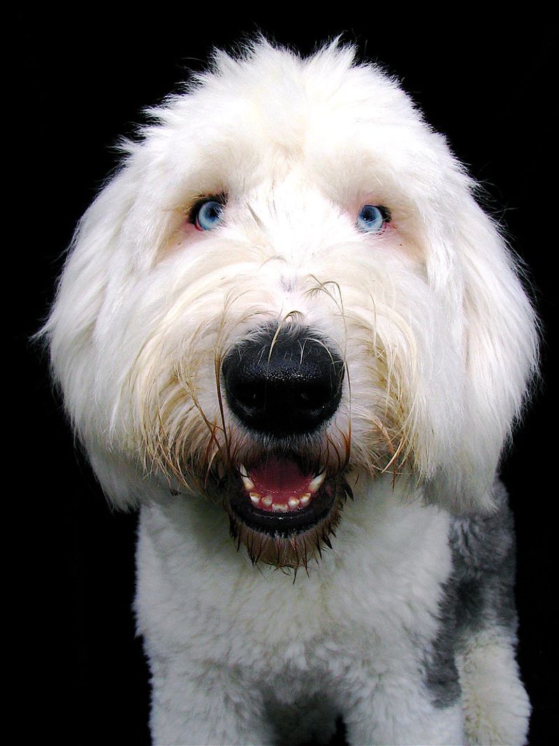 Old English Sheepdog