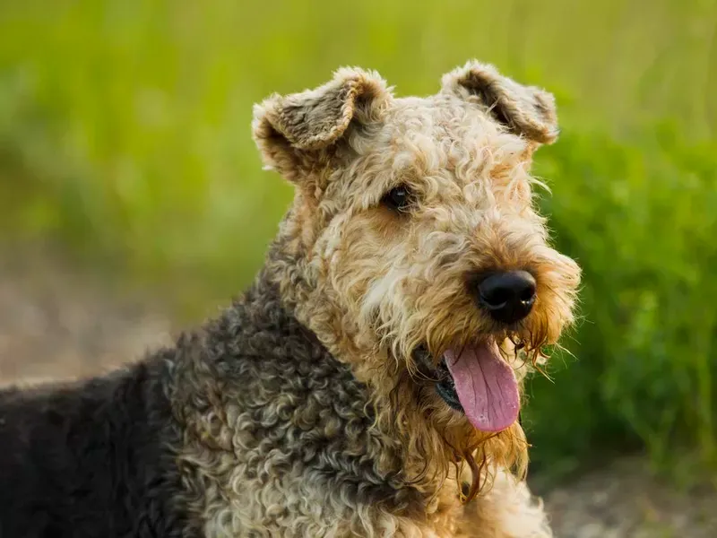 Airedale Terrier