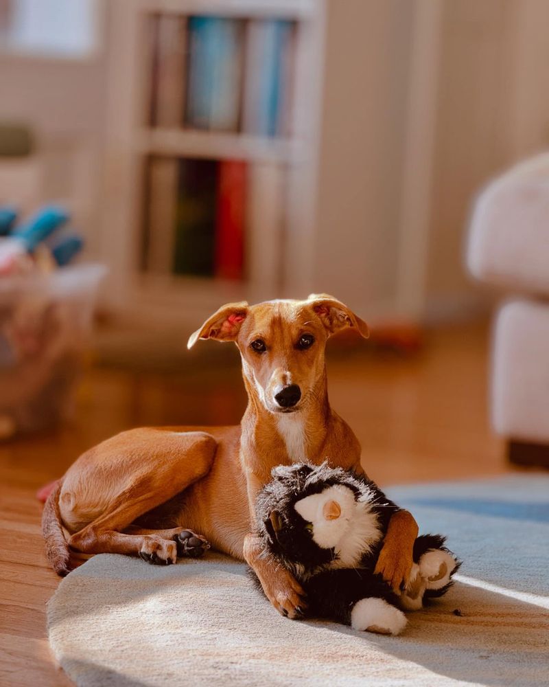 Whippet