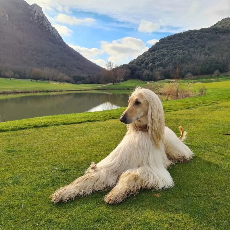 Afghan Hound