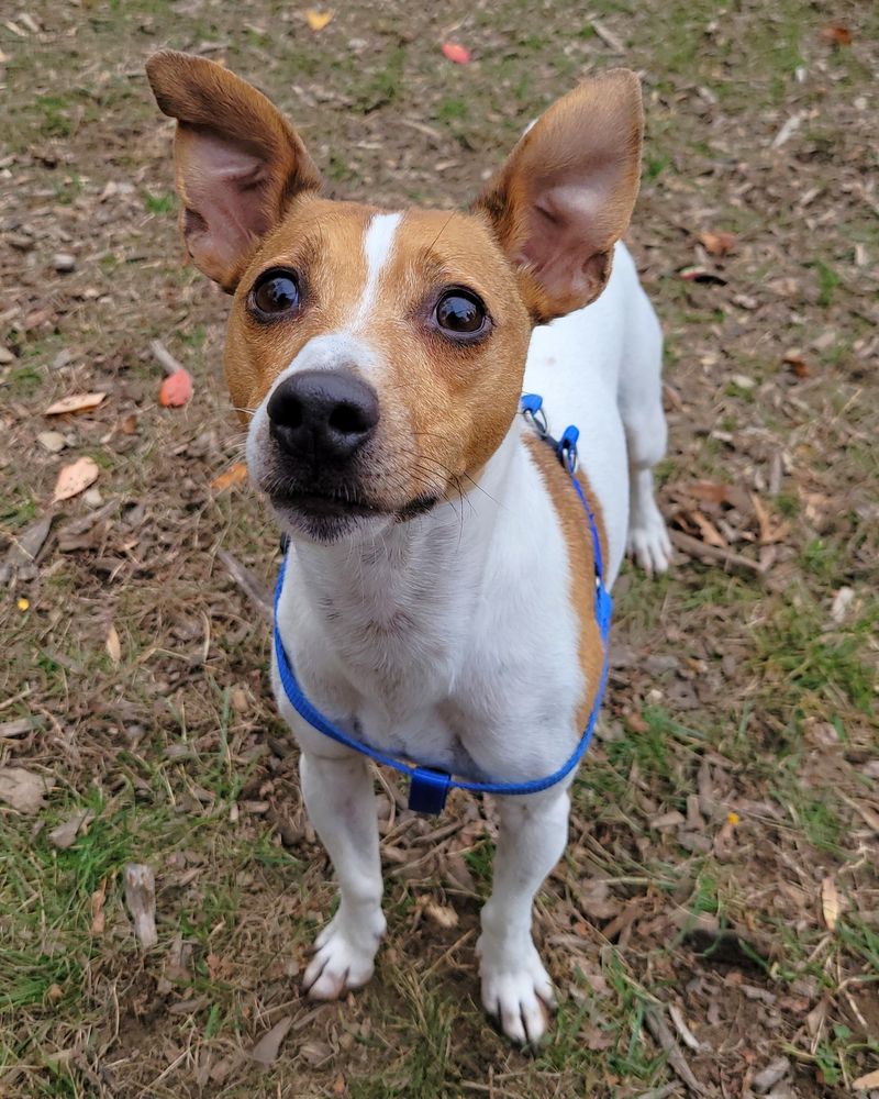 Jack Russell Terrier
