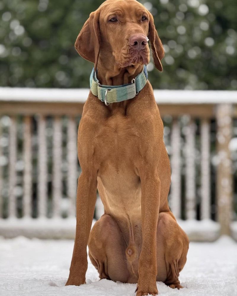 Vizsla