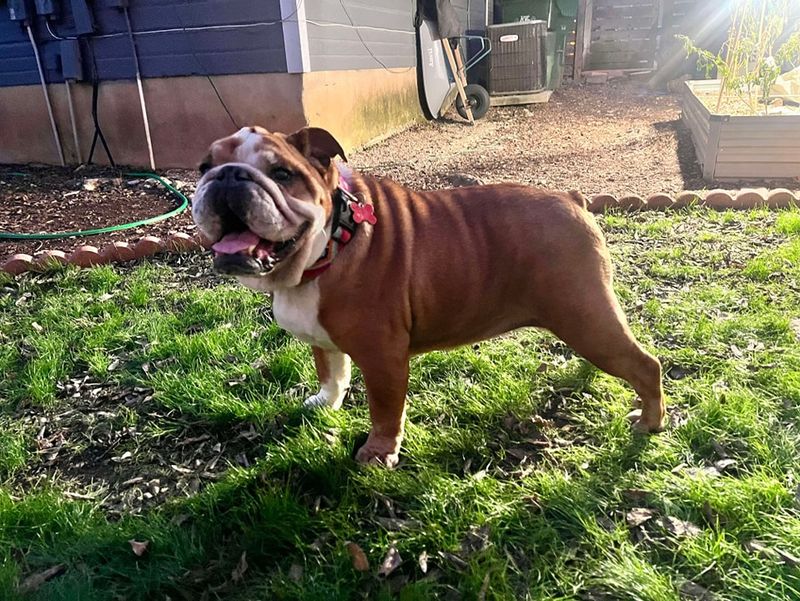 Bulldog