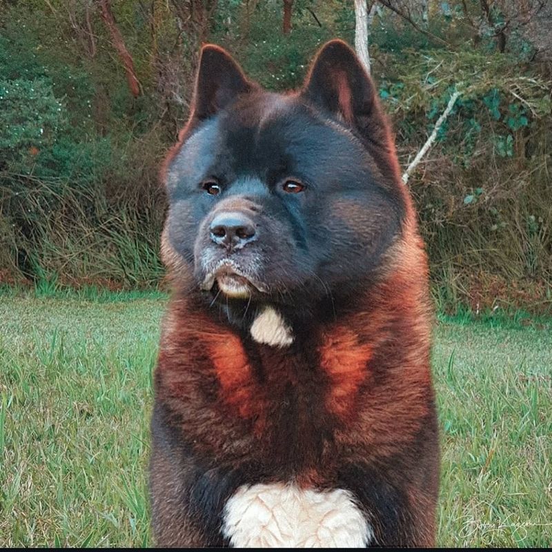 Akita Inu