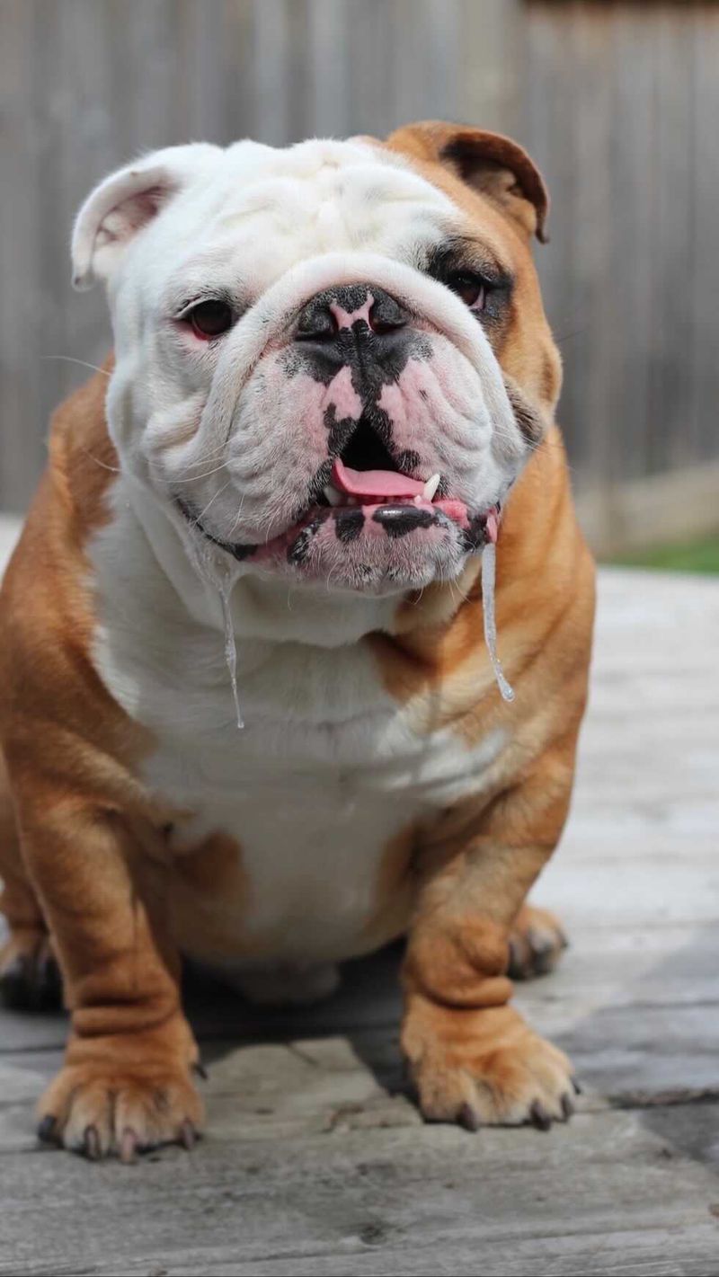 Bulldog
