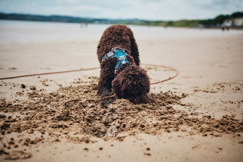Lagotto Romagnolo