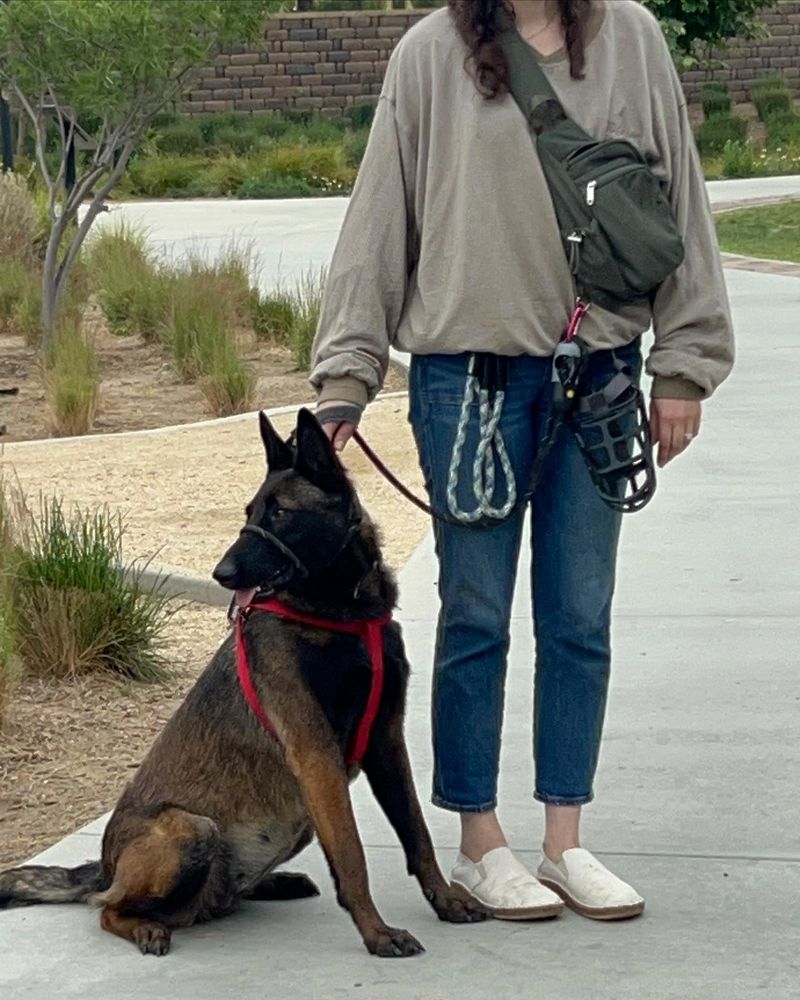 Belgian Malinois
