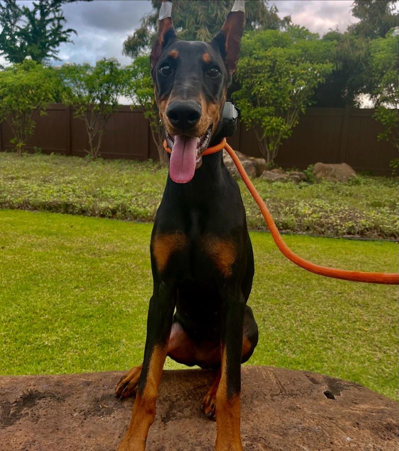 Doberman Pinscher