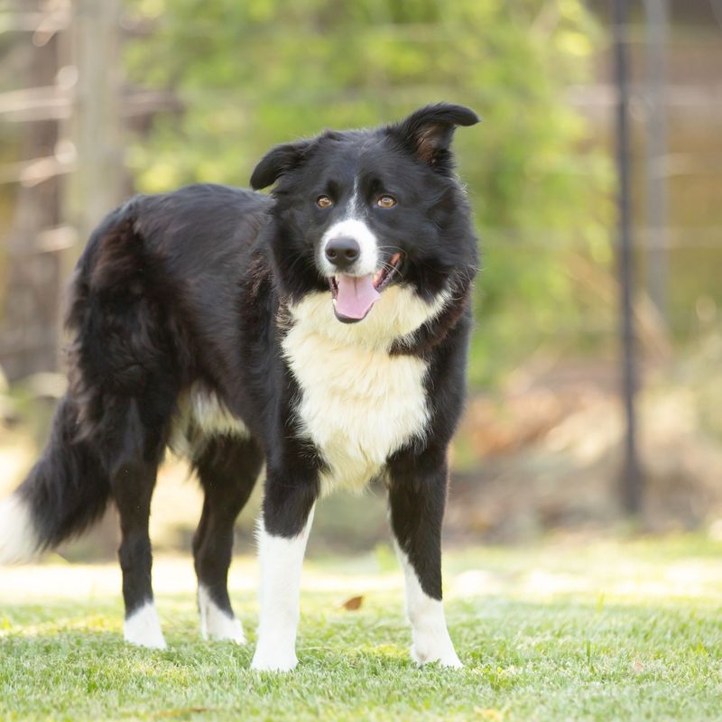 Border Collie