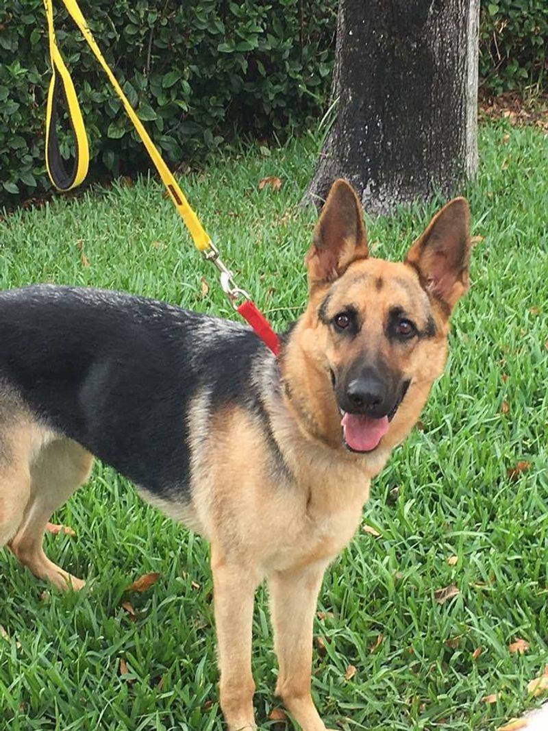 German Shepherd