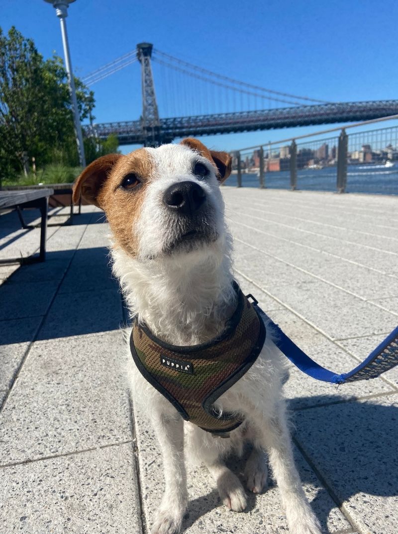 Jack Russell Terrier