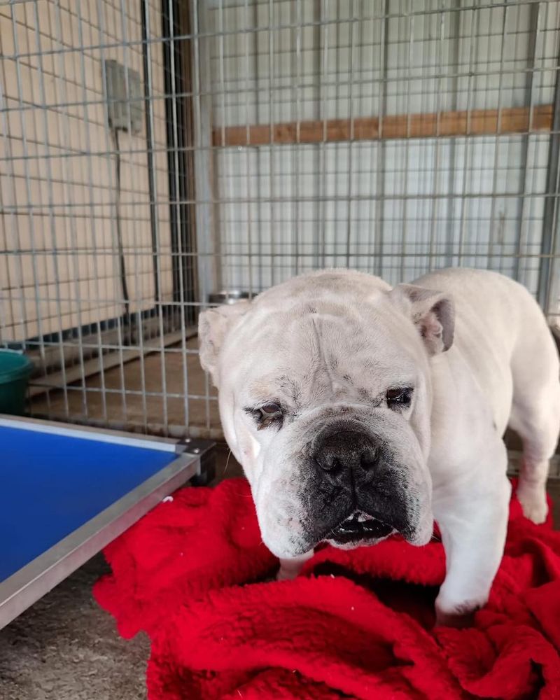 Bulldog