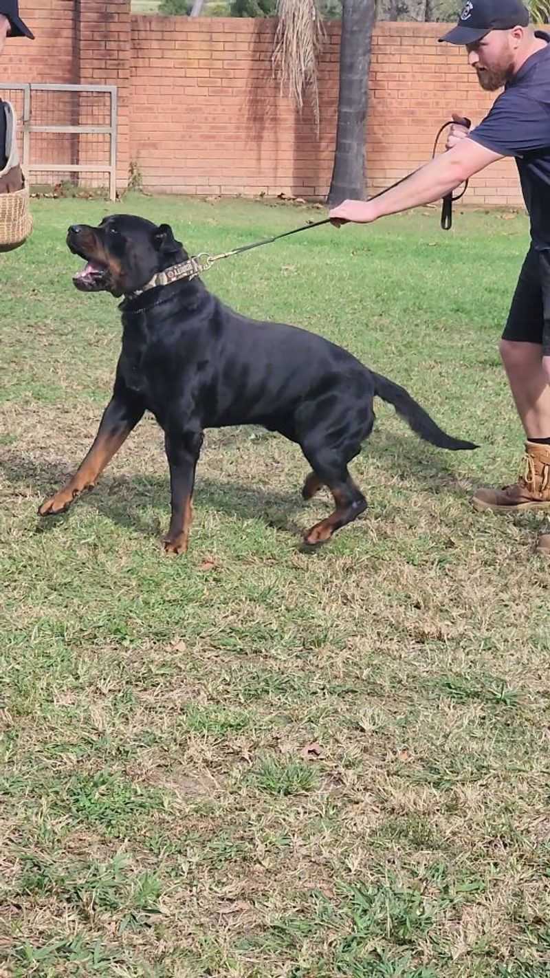 Rottweiler