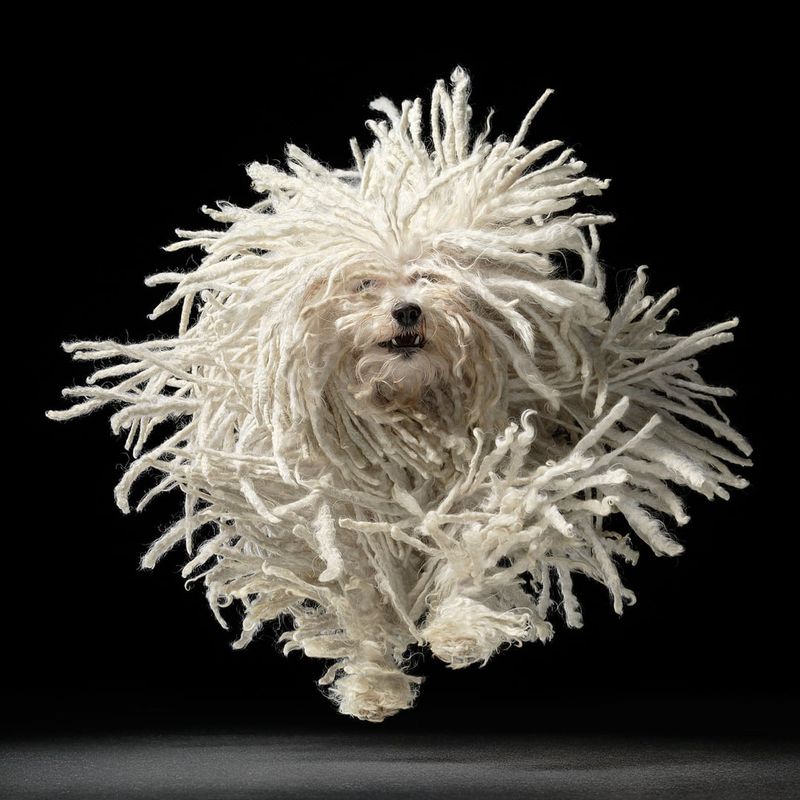 Puli