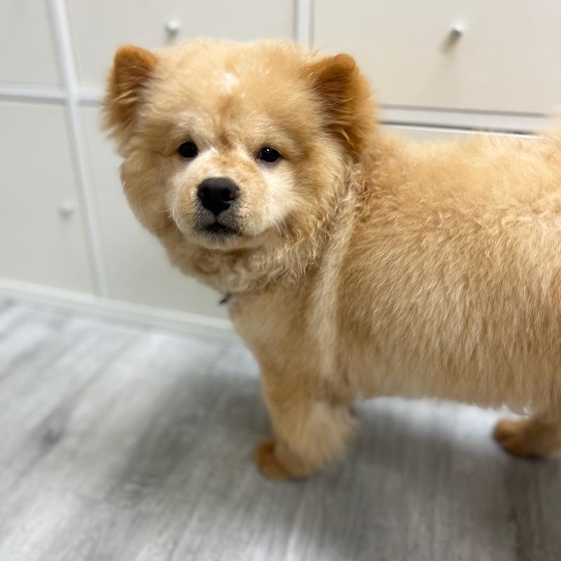 Chow Chow