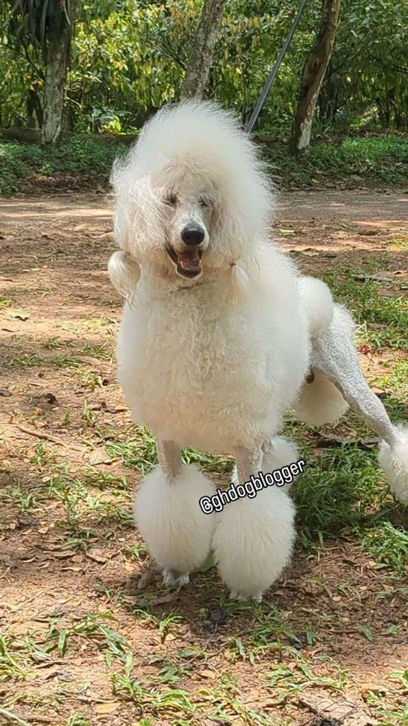 Poodle