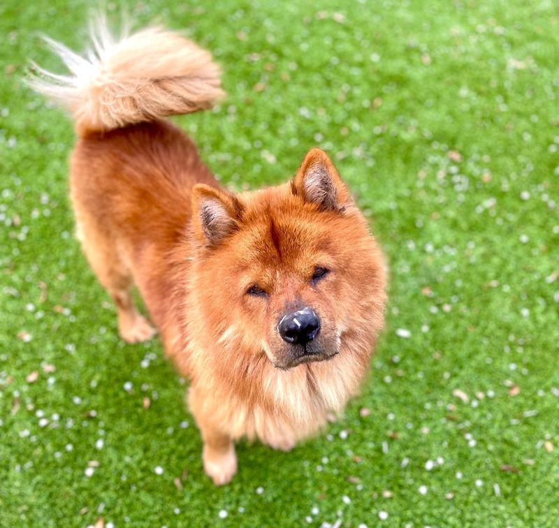Chow Chow