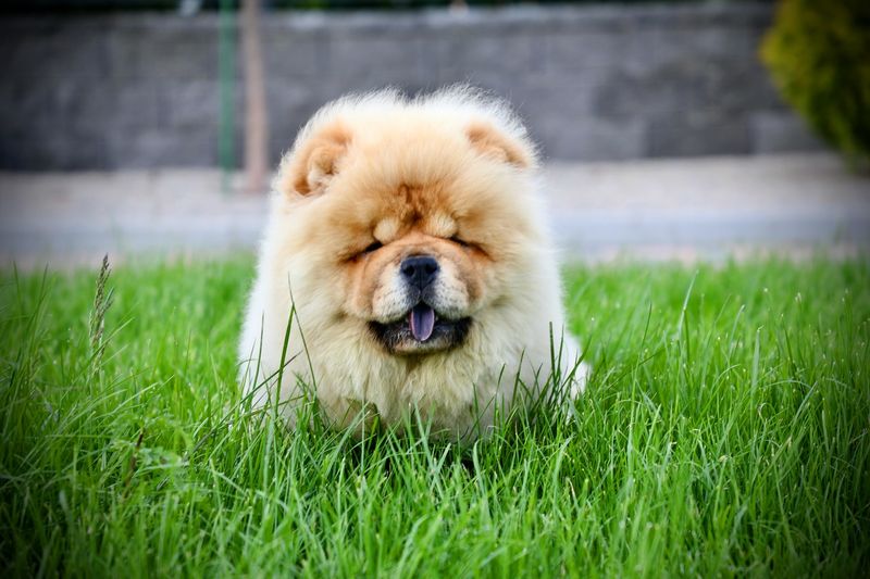 Chow Chow