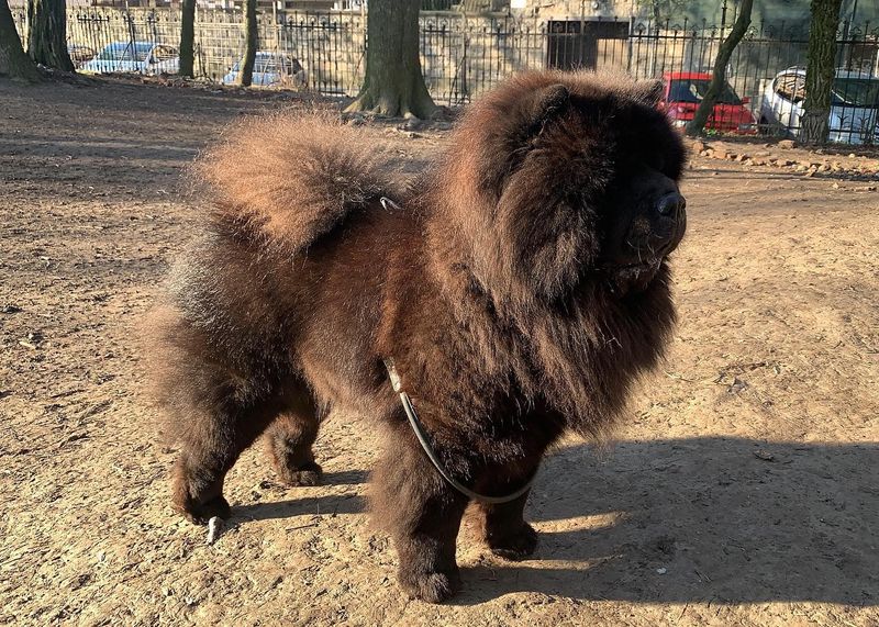 Chow Chow