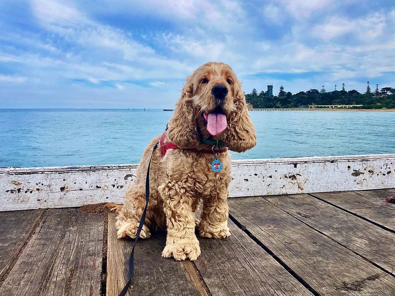 Cocker Spaniel